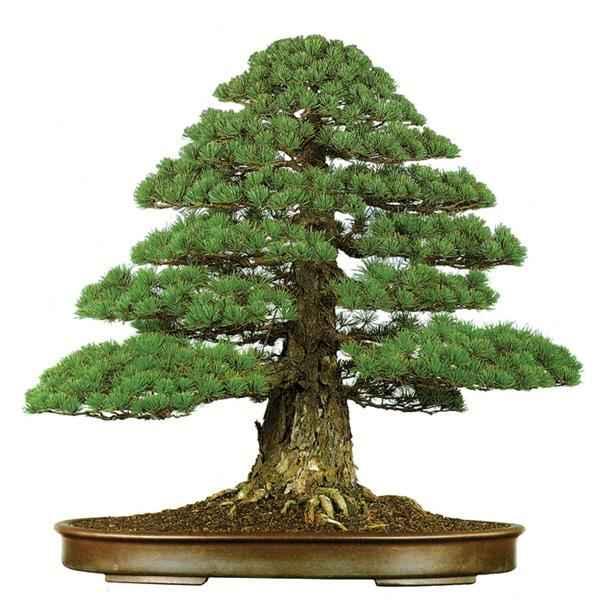 các dáng cây bonsai