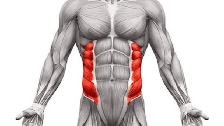 Có bao nhiêu cơ bắp trong cơ thể con người?