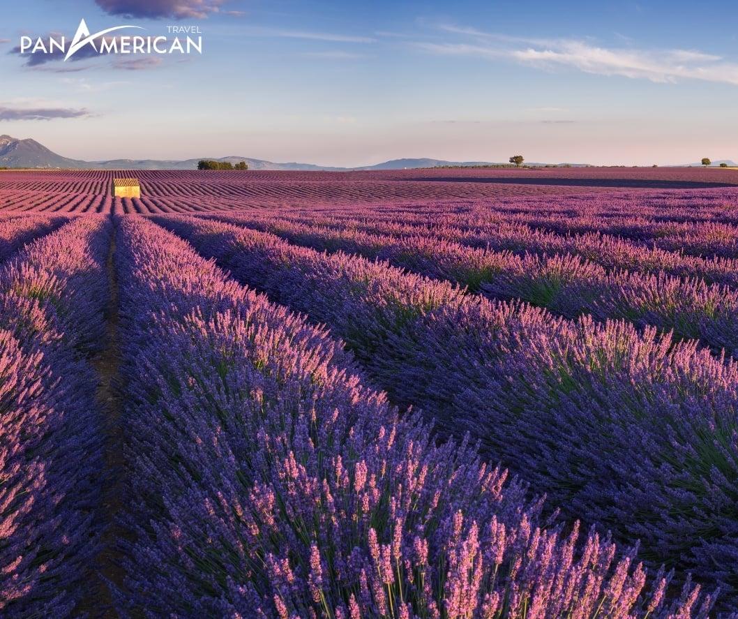 Cánh đồng lavender trải dài ở Provence