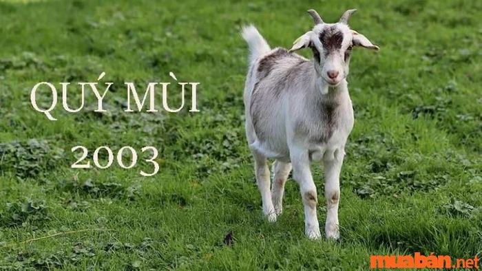 Nữ sinh năm 2003 nên kết hôn với tuổi nào là phù hợp?