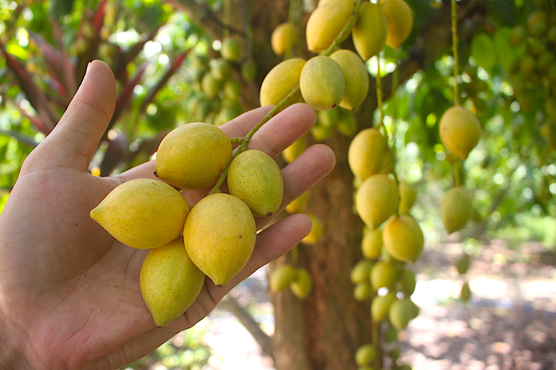 Trái dâu da và những lợi ích đáng kể cho sức khỏe