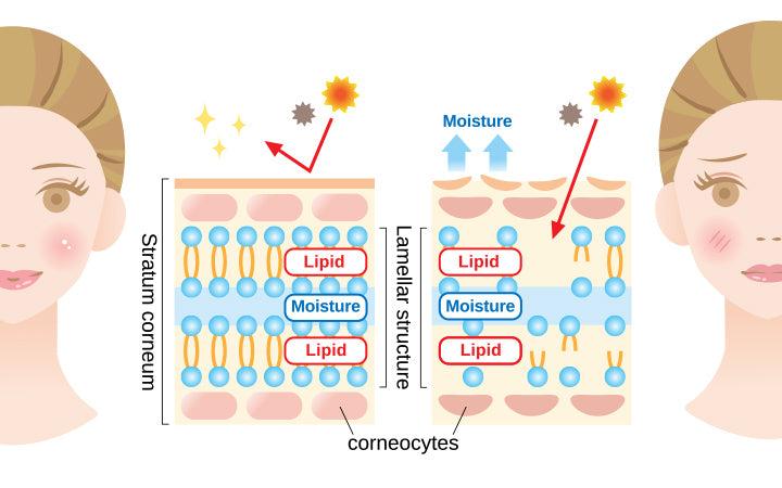 Sodium PCA: The Wonder Ingredient For Skin