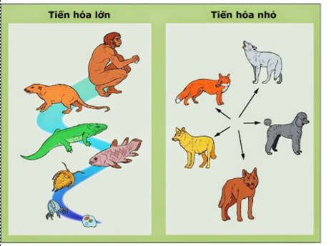 Tiến hóa lớn Sinh 12