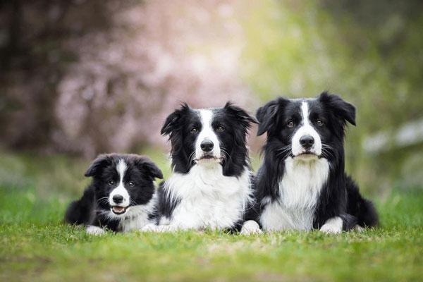 Chó Border Collie - Giống chó thông minh có chỉ số IQ cao nhất