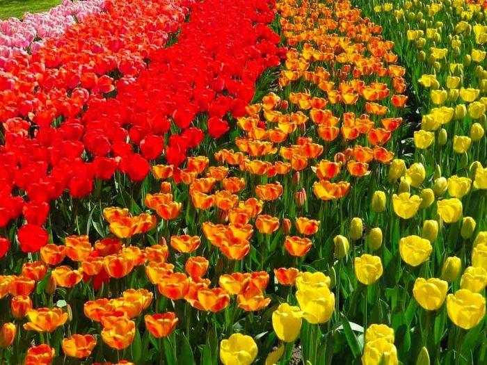 Ý Nghĩa Đặc Biệt của Hoa Tulip Theo Màu Sắc và Số Lượng Trong Việc Tặng Quà