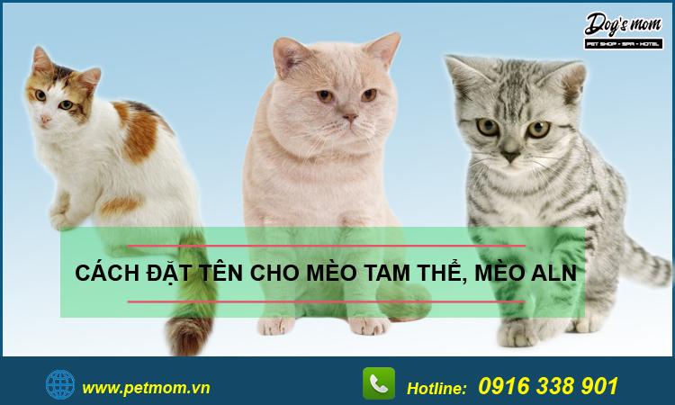 Cách đặt tên cho mèo tam thể, mèo anh lông ngắn bạn nên biết