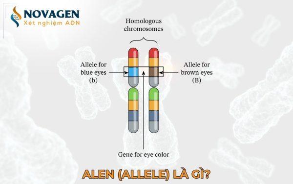 Alen là gì?