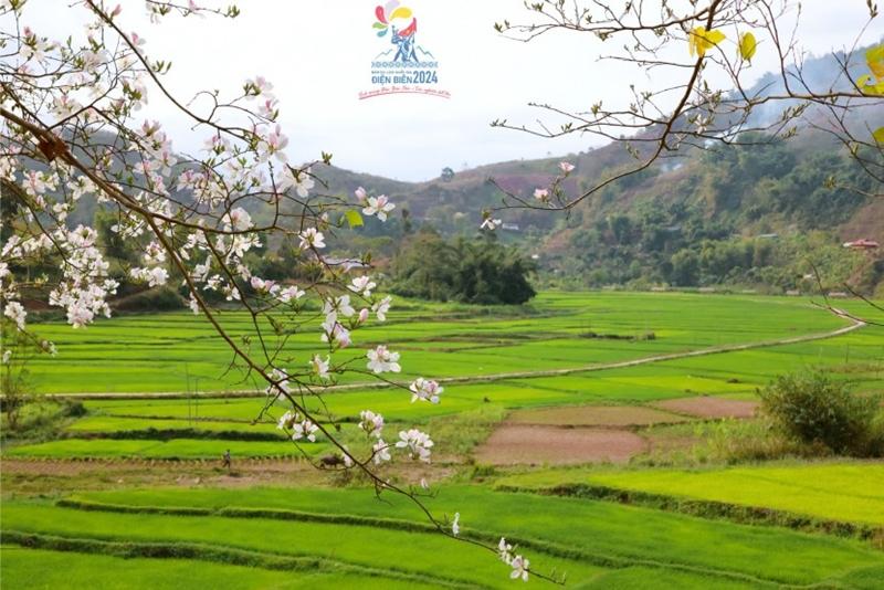 Cuộc thi ảnh “Lung linh miền hoa ban”