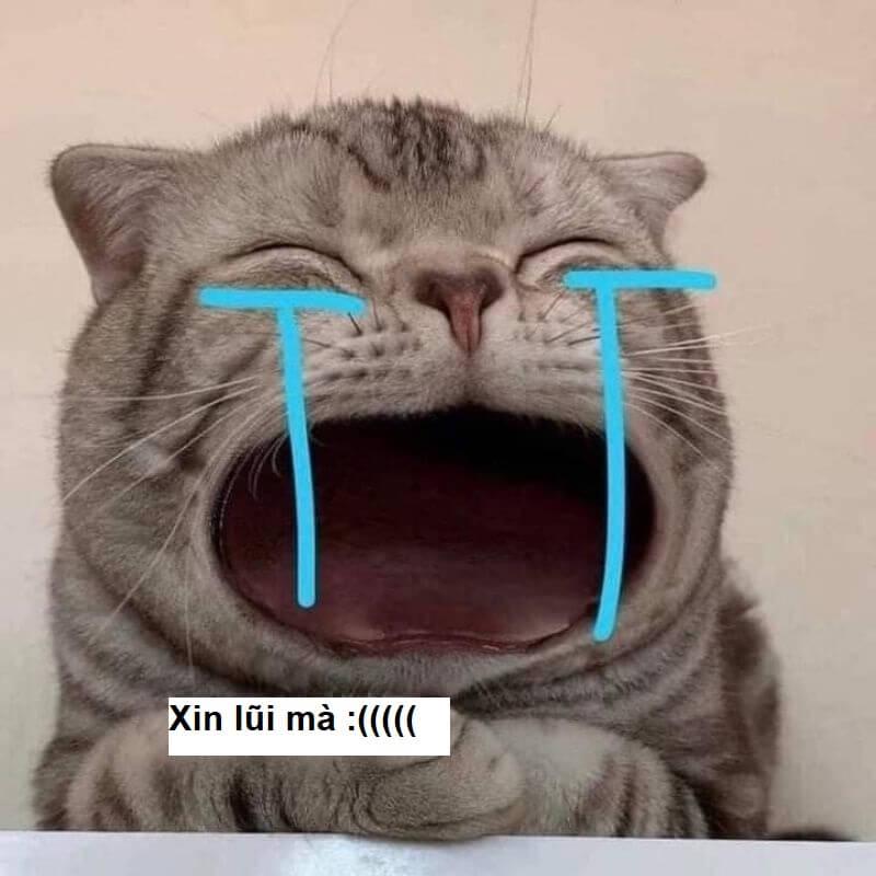 99+ Meme xin lỗi người yêu cute, mèo xin lỗi, đơn xin lỗi