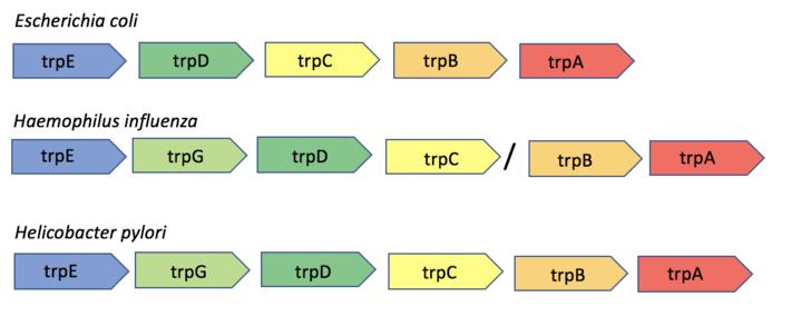 Operon trp