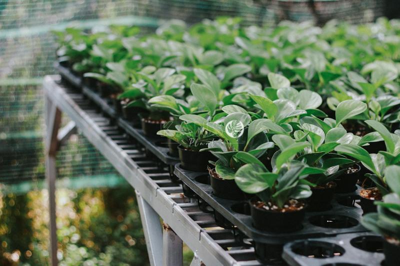 Đặc điểm và cách chăm sóc cây Trường sinh - Peperomia - KANSO Plant